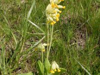 Primula veris 49, Gulden sleutelbloem, Saxifraga-Peter Meininger