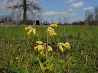 Primula veris 6, Gulden sleutelbloem, Saxifraga-Jan van der Straaten