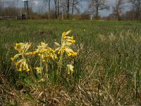 Primula veris 7, Gulden sleutelbloem, Saxifraga-Jan van der Straaten