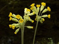 Primula veris 9, Gulden sleutelbloem, Saxifraga-Jan van der Straaten