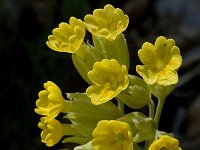 Primula veris ssp columnae 13, Saxifraga-Marijke Verhagen