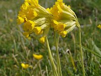 Primula veris ssp columnae 54, Saxifraga-Harry Jans