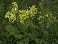 Primula veris var veris 36, Gulden sleutelbloem, Saxifraga-Willem van Kruijsbergen