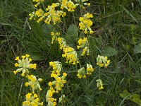 Primula veris var veris 38, Gulden sleutelbloem, Saxifraga-Willem van Kruijsbergen