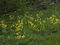 Primula veris var veris 39, Gulden sleutelbloem, Saxifraga-Willem van Kruijsbergen