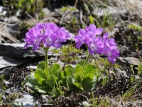 Primula villosa 10, Saxifraga-Luuk Vermeer