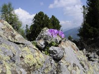 Primula villosa 3, Saxifraga-Luuk Vermeer