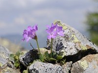 Primula villosa 5, Saxifraga-Luuk Vermeer