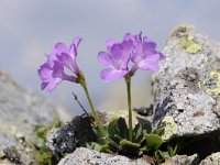 Primula villosa 6, Saxifraga-Luuk Vermeer