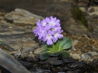 Primula villosa 7, Saxifraga-Luuk Vermeer