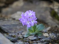 Primula villosa 8, Saxifraga-Luuk Vermeer