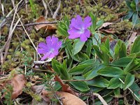 Primula wulfeniana 3, Saxifraga-Jeroen Willemsen