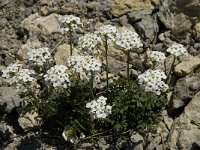 Pritzelago alpina ssp alpina 1, Saxifraga-Willem van Kruijsbergen