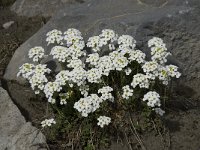 Pritzelago alpina ssp alpina 2, Saxifraga-Willem van Kruijsbergen