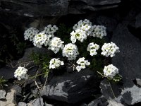 Pritzelago alpina ssp alpina 3, Saxifraga-Willem van Kruijsbergen