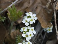 Pritzelago alpina ssp alpina 5, Saxifraga-Jan van der Straaten