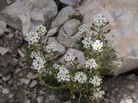 Pritzelago alpina ssp alpina 9, Saxifraga-Willem van Kruijsbergen