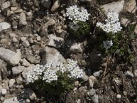 Pritzelago alpina ssp brevicaulis 8, Saxifraga-Willem van Kruijsbergen