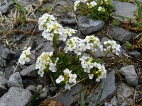 Pritzselago procumbens 2, Saxifraga-Rutger Barendse