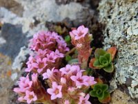 Prometheum pilosum 4, Saxifraga-Ed Stikvoort