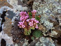 Prometheum pilosum 6, Saxifraga-Ed Stikvoort