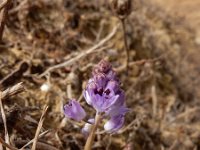 Prospero autumnale 3, Herfststerhyacint, Saxifraga-Ed Stikvoort