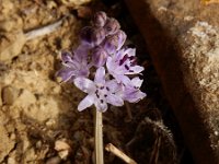 Prospero autumnale 6, Herfststerhyacint, Saxifraga-Ed Stikvoort