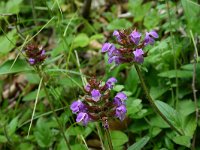 Prunella grandiflora 15, Grote brunel, Saxifraga-Dirk Hilbers