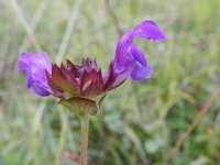 Prunella grandiflora 17, Grote brunel, Saxifraga-Rutger Barendse