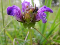 Prunella grandiflora 18, Grote brunel, Saxifraga-Rutger Barendse