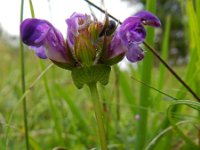 Prunella grandiflora 19, Grote brunel, Saxifraga-Rutger Barendse