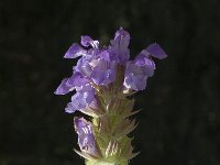 Prunella grandiflora 5, Grote brunel, Saxifraga-Jan van der Straaten