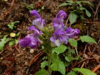 Prunella grandiflora ssp pyrenaica 25, Saxifraga-Ed Stikvoort