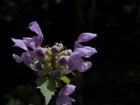 Prunella hastifolia 4, Saxifraga-Jan van der Straaten