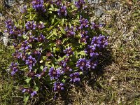 Prunella vulgaris 10, Gewone brunel, Saxifraga-Jan van der Straaten