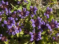 Prunella vulgaris 11, Gewone brunel, Saxifraga-Jan van der Straaten