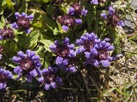 Prunella vulgaris 12, Gewone brunel, Saxifraga-Jan van der Straaten