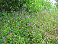 Prunella vulgaris 13, Gewone brunel, Saxifraga-Mark Zekhuis