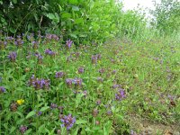 Prunella vulgaris 15, Gewone brunel, Saxifraga-Mark Zekhuis