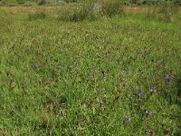 Prunella vulgaris 16, Gewone brunel, Saxifraga-Hans Boll