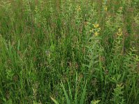 Prunella vulgaris 17, Gewone brunel, Saxifraga-Hans Boll