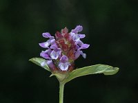 Prunella vulgaris 2, Gewone brunel, Saxifraga-Marijke Verhagen