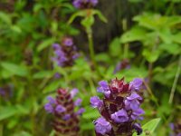 Prunella vulgaris 22, Gewone brunel, Saxifraga-Ed Stikvoort