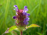 Prunella vulgaris 23, Gewone brunel, Saxifraga-Ed Stikvoort