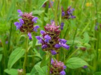 Prunella vulgaris 24, Gewone brunel, Saxifraga-Ed Stikvoort