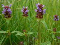 Prunella vulgaris 27, Gewone brunel, Saxifraga-Ed Stikvoort