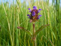 Prunella vulgaris 29, Gewone brunel, Saxifraga-Ed Stikvoort