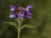 Prunella vulgaris 3, Gewone brunel, Saxifraga-Jan van der Straaten