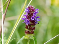 Prunella vulgaris 34, Gewone brunel, Saxifraga-Bart Vastenhouw