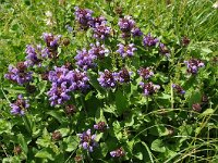 Prunella vulgaris 35, Gewone brunel, Saxifraga-Harry Jans